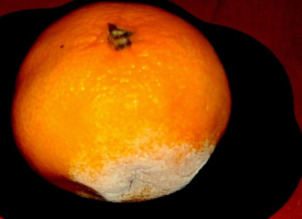 plesen na mandarinke2