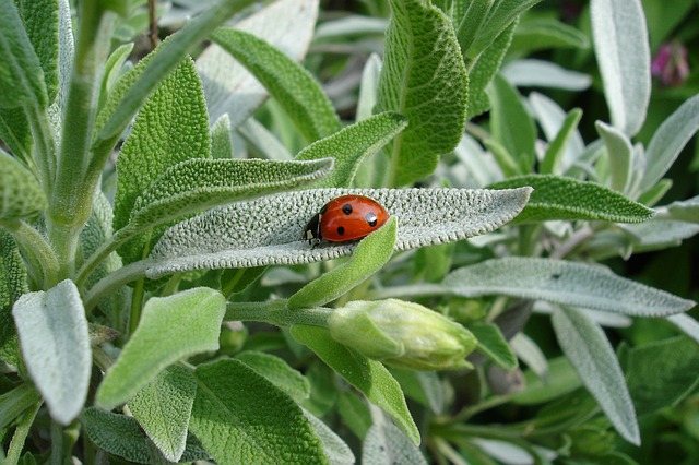 salvia ladybug 1428899 640