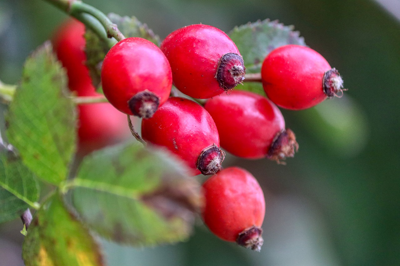 rose hip 4505747 1280
