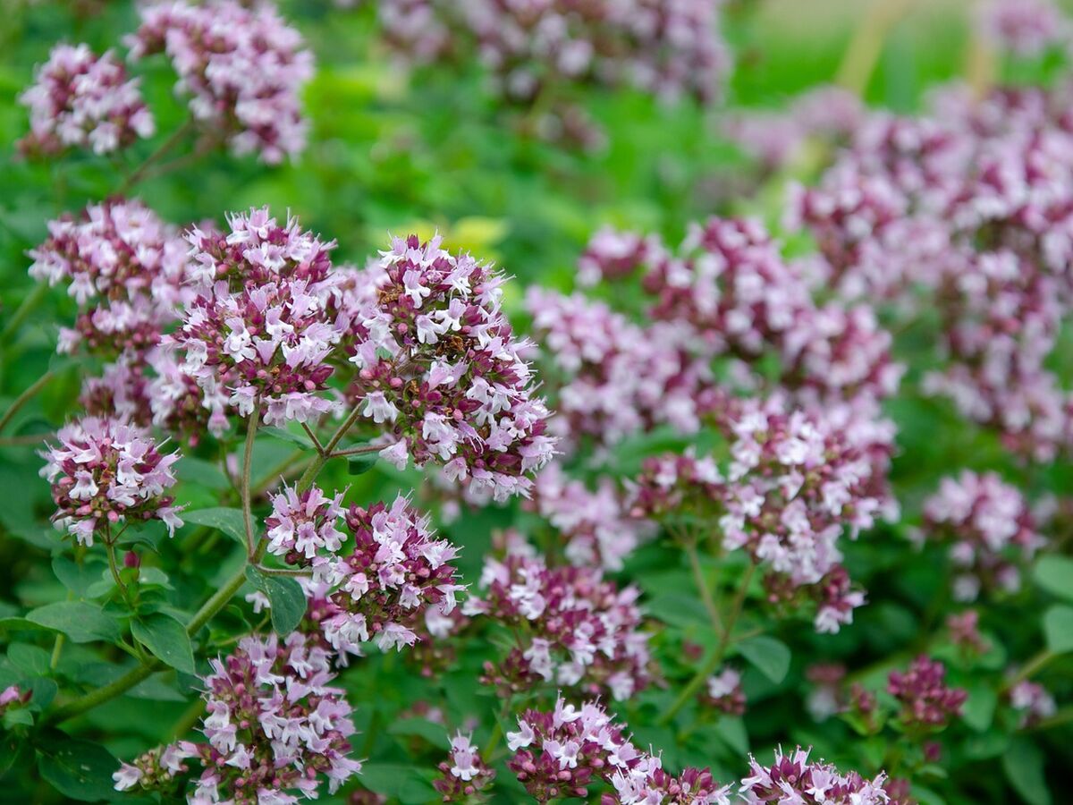 oregano