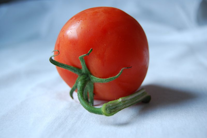 paradajka