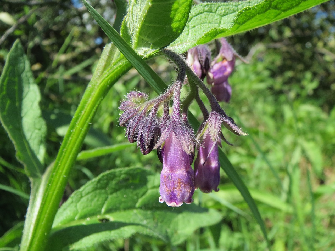 symphytum officinale kostihoj lekarsky