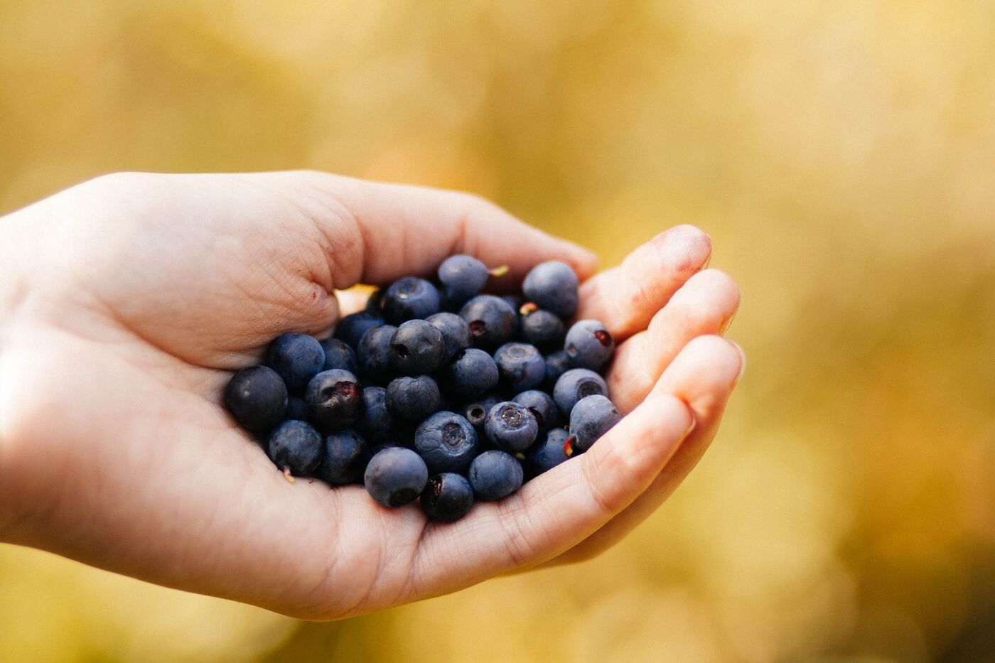 aronia