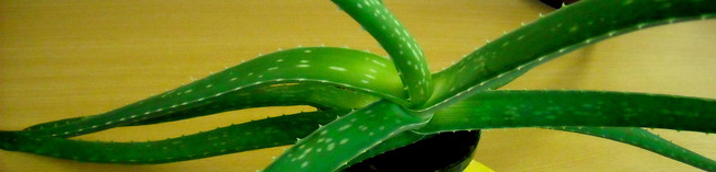 aloe vera vyrez