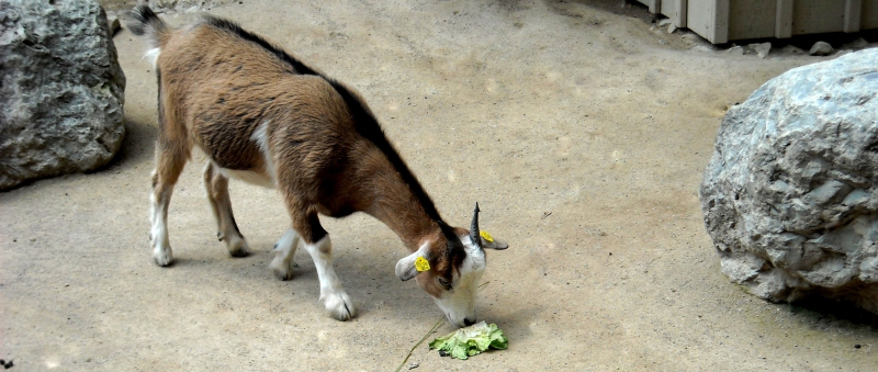 kozicka