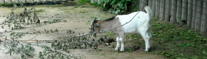 kozliatko