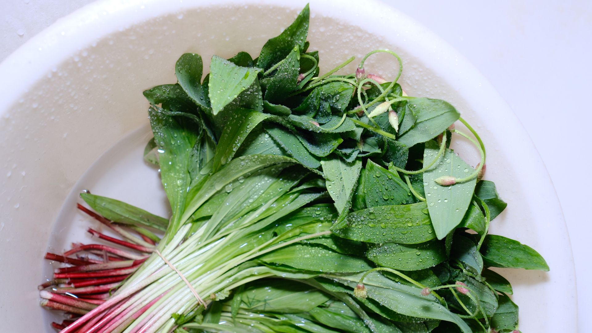nahlad medvedi cesnak