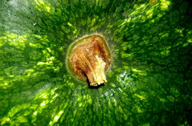 zaschnuta stonka_melona