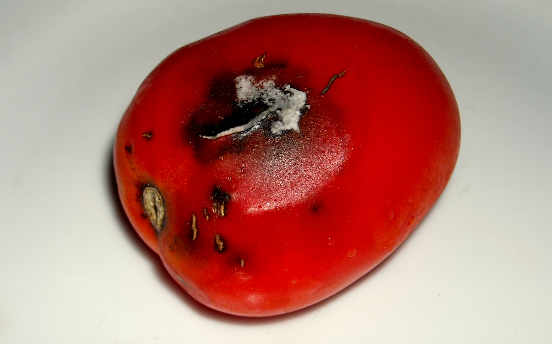 plesniva paradajka