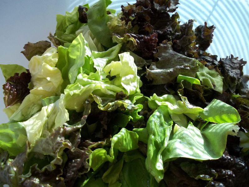 hlavkove salaty, podpora zdravia, vitality a štíhlejšieho tela