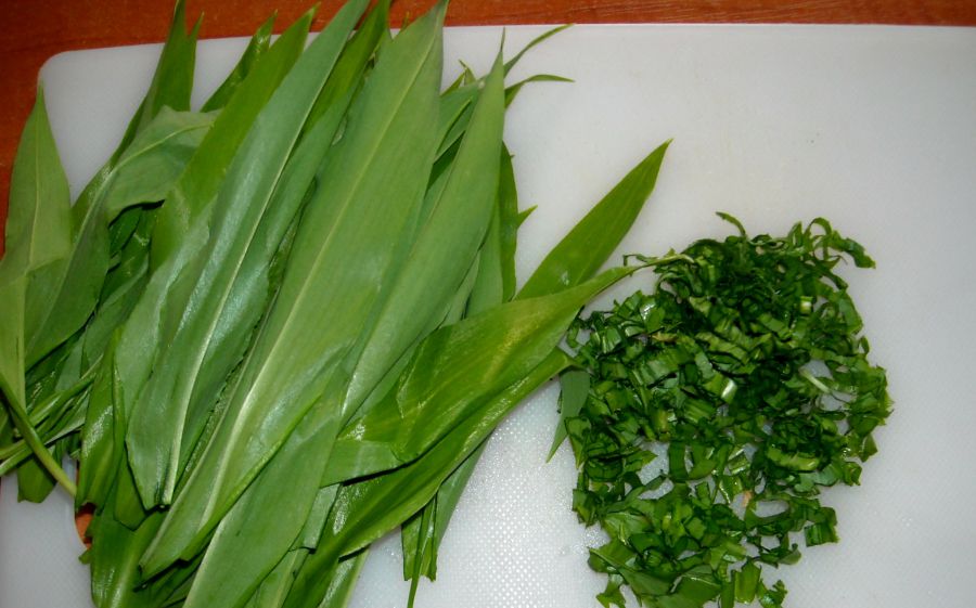 medvedi cesnak
