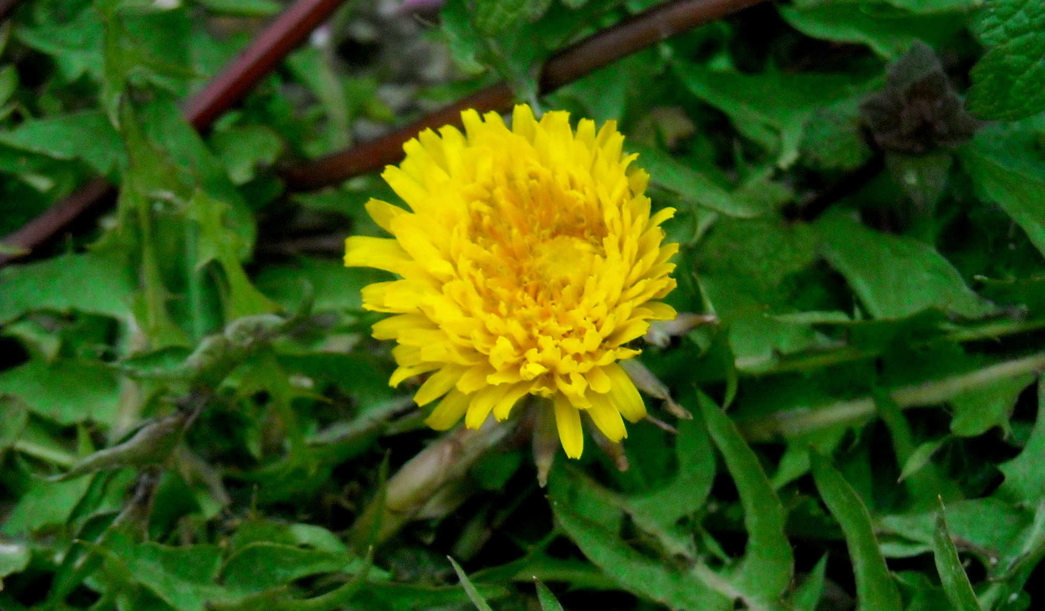 pupava